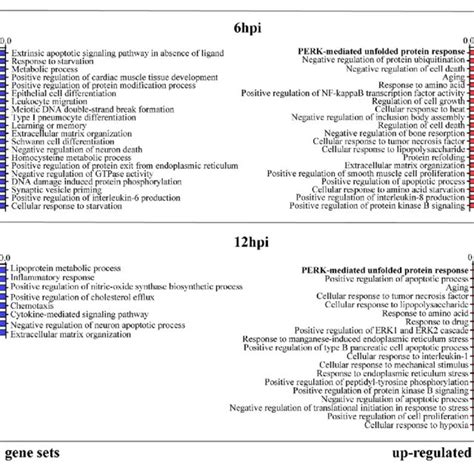 Cellular Responses To B Pseudomallei Infection Analysis Gene