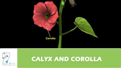 Calyx Flower Definition | Best Flower Site