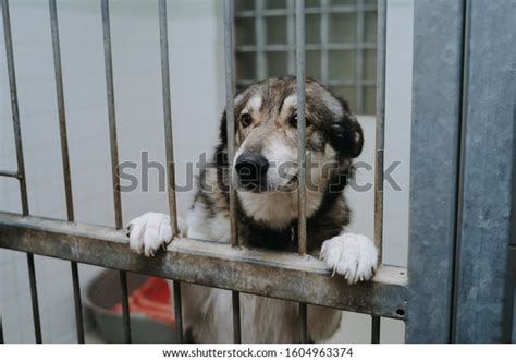 20507 Caged Dog Sad Royalty Free Photos And Stock Images Shutterstock