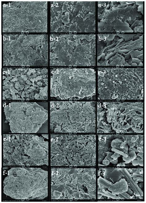 Scanning electron microscopy micrographs of an untreated sample and ...