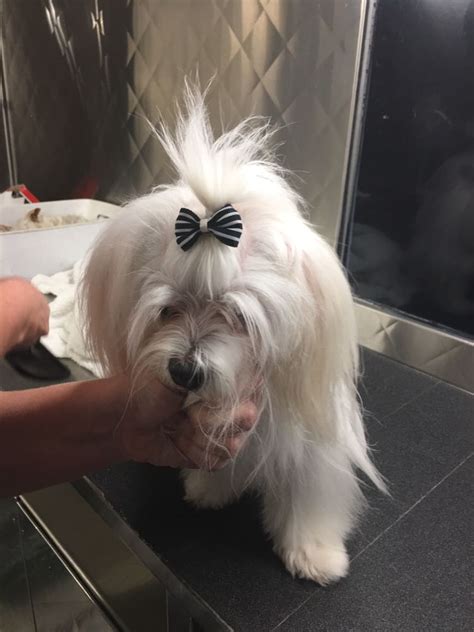 grooming stars mobile dog grooming canoga park