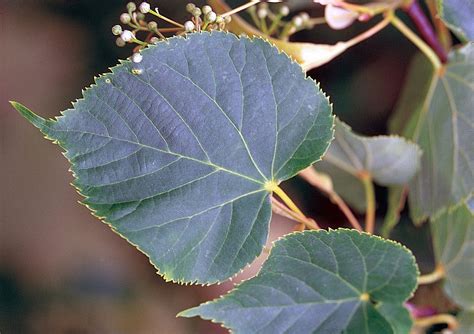 Липа американская – дерево и древесина – Tilia americana