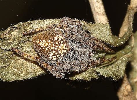 Very Hairy Eriophora Ravilla Bugguide Net