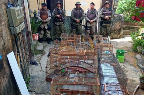 Polícia Ambiental resgata aves e jabutis silvestres em Sussuarana