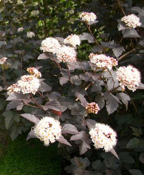 Best Flowering Shrubs for Hedges