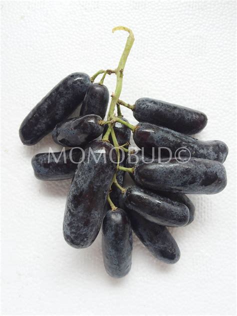 Moon Drops Black Seedless Grapes Momobud