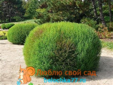 Кохия - летний кипарис - выращивание из семян, когда сажать. Сорта с фото