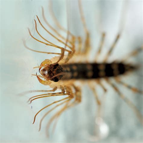 Index of /nature/insect/2015/gezi_gezi/02/