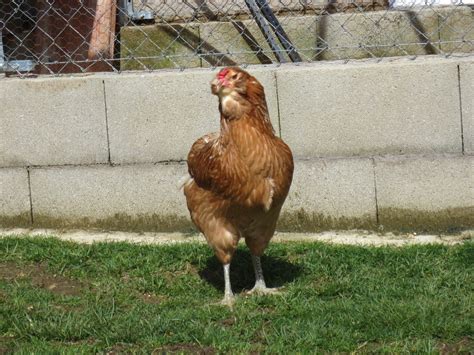 Gallinas De Carlos La Gallina Araucana