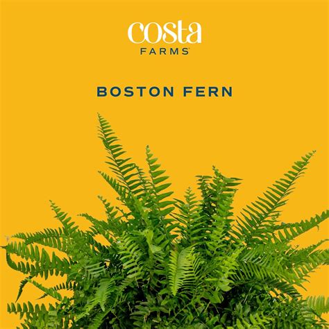 Costa Farms Boston Fern Live Plant, Extra Large | 3-4 Feet Tall and