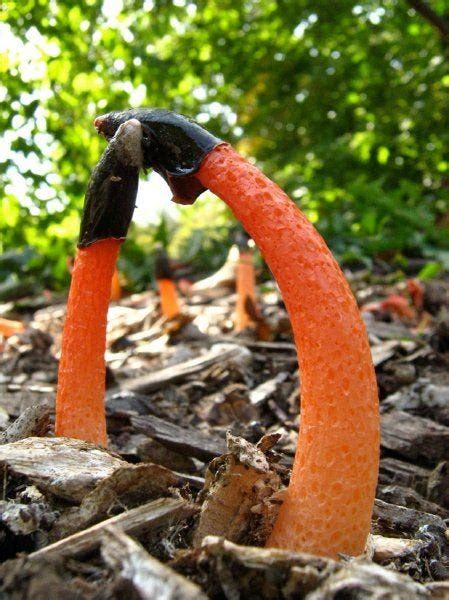 Orange Fungus In Garden Soil | Fasci Garden