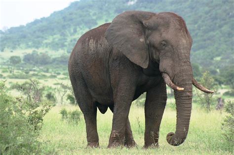 Elefantul African Uriașul Savanei Care Trăiește în Turme