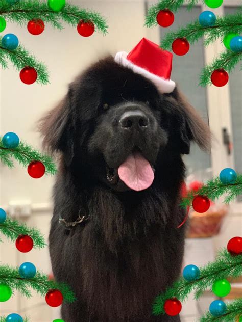 BALU - Best Of Breed