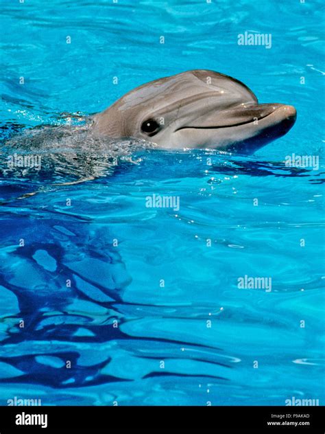 Bottlenose Dolphins The Genus Tursiops Are The Most Common And Well