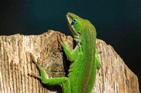 Premium Photo Lizard On A Tree
