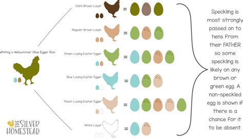 Olive Egger Breeding Project Silver Homestead