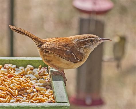 Carolina Wren - FeederWatch