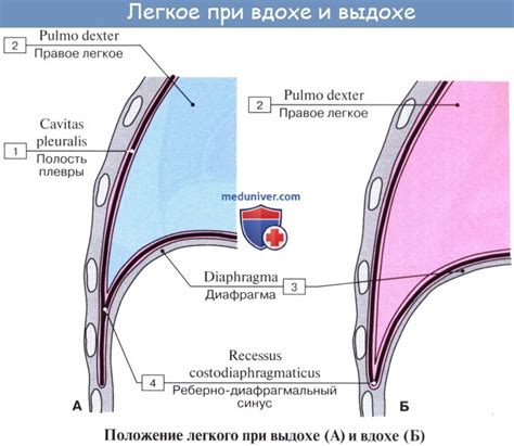 Анатомия: Плевра. Пристеночная плевра. Висцеральная (легочная) плевра ...