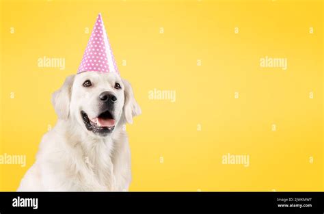 Dog Party Meme
