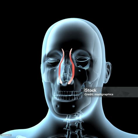 3d Illustration Of The Quadratus Labii Superioris Muscles Anatomical