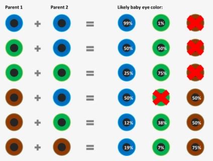 Clip Art Baby Color Chart According - Eye Colour Probability Calculator ...