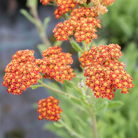 Buy Achillea Sassy Summer Sunset 2ltr Plant Online Marshalls