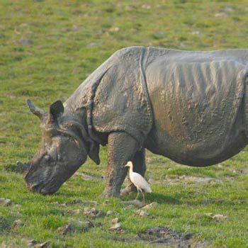 Kaziranga Wildlife Tour Package Holiday Packages To Kaziranga