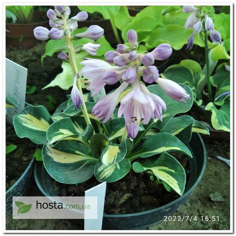 Hosta.com.ua. Хоста Mouse Trap (Маус Трап): описание, фото, отзывы
