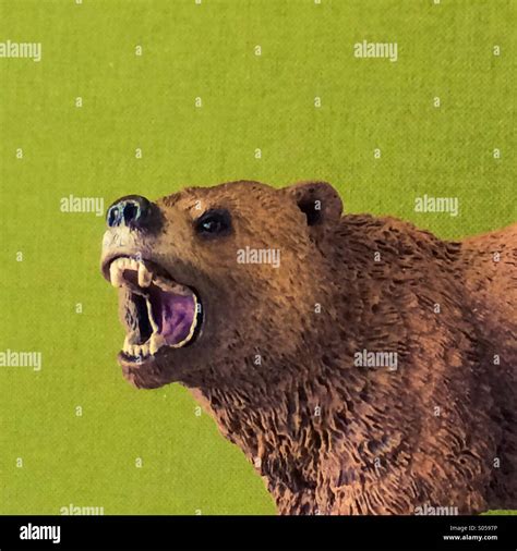 bear growling  res stock photography  images alamy