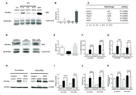 Nrf Transcription Factor Is Translocated To Nucleus By Melatonin And