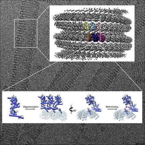 Electron Cryo Microscopy Structure Of Ebola Virus Nucleoprotein Reveals