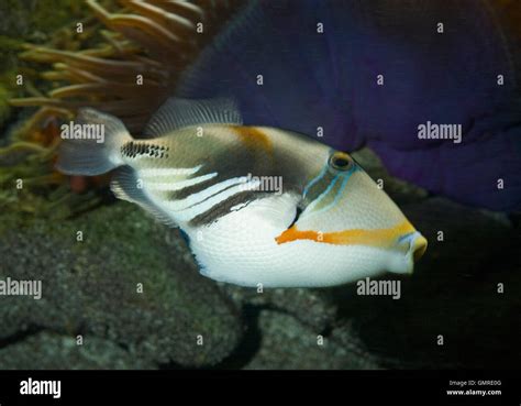 Wedge Tail Triggerfish Stock Photos And Wedge Tail Triggerfish Stock