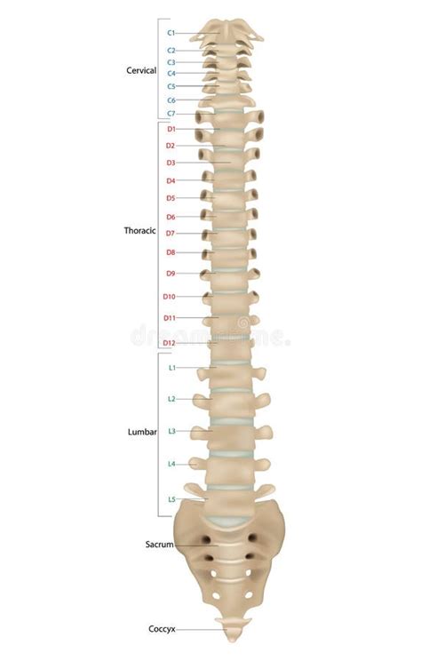 The Vertebral Column Also Known As The Backbone Or Spine The Human