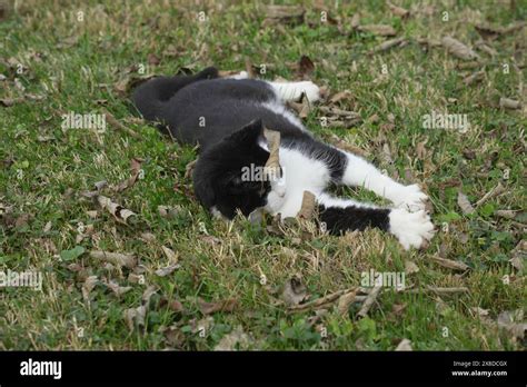 Cat In The Park Stock Photo Alamy