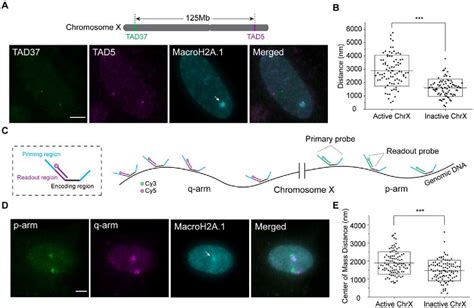 Figure 4 From Genome Oligopaint Via Local Denaturation Fluorescence In