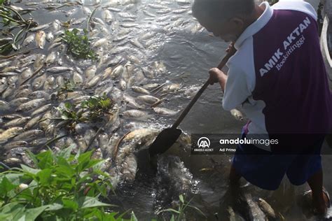 Cuaca Buruk Sebabkan Ikan Di Danau Maninjau Mati Anadolu Agency