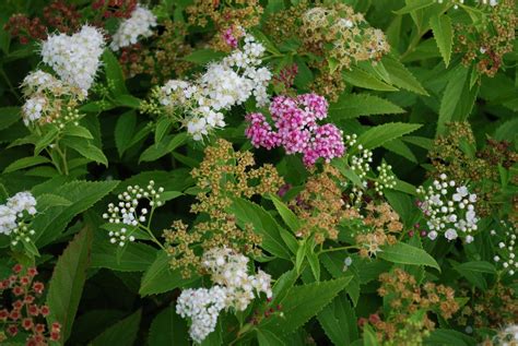 Spiraea Shirobana Mass Flowering Garden Shrub Etsy Uk In 2022