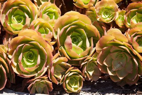 Aeonium Arboreum Blushing Beauty Es Un G Nero De Plantas Suculentas