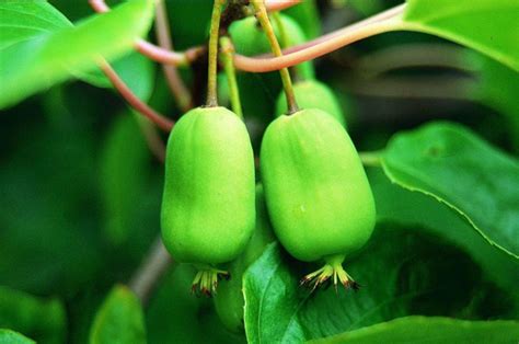 Актинидия аргута Джамбо - купить с доставкой по выгодным ценам в ...