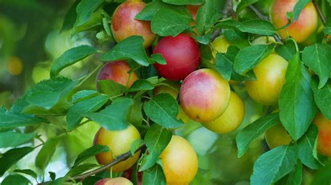 Cherry Plum Prunus Cerasifera Woodland Trust