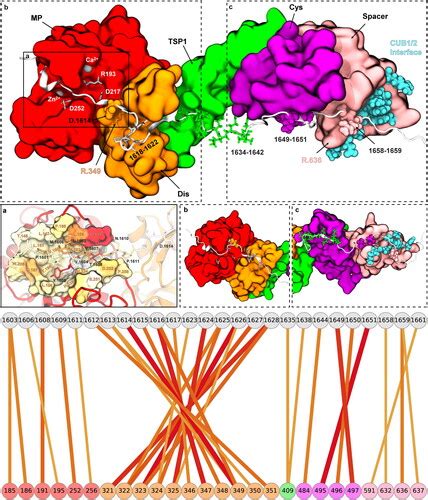 Full article: Molecular interplay of ADAMTS13-MDTCS and von willebrand ...