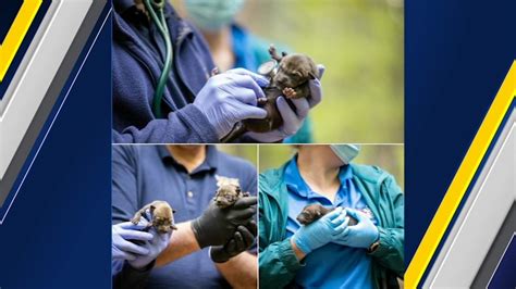 North Carolina Zoo announces birth of 3 new red wolf pups - ABC11 ...