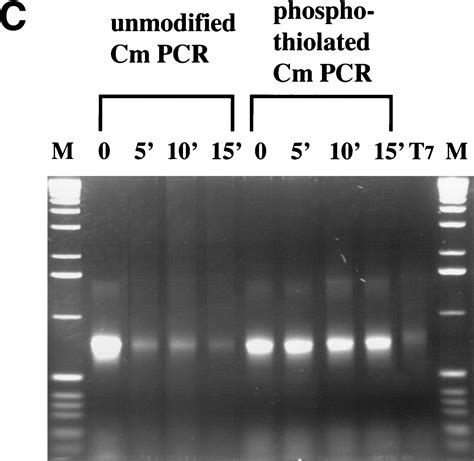 Recerect And Redαredβ Initiate Double Stranded Break Repair By