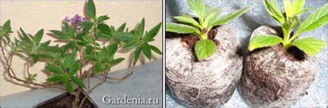 Размножение и выращивание гелиотропа