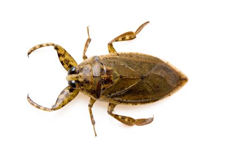 Giant Water Beetle (Belostomatidae sp.) - Joel Sartore