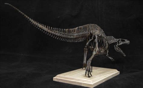 1/20 Acrocanthosaurus Skull Skeleton Model – Lana Time Shop