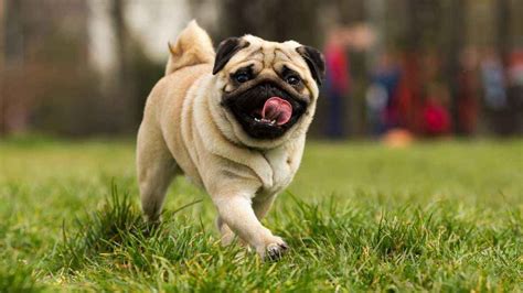 Raças De Cachorros Bonitos - 9