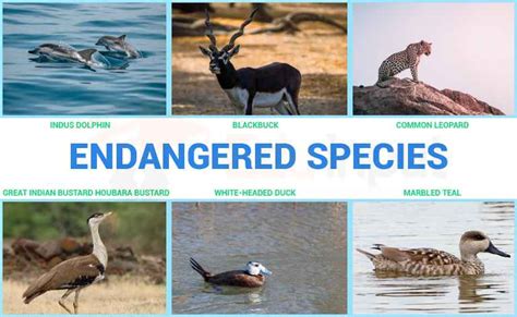 What are Endangered Species?-Reasons Of The Extinction Of Species