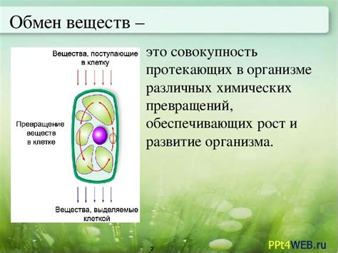 Презентация по биологии "Дыхание и обмен веществ у растений" (6 класс ...