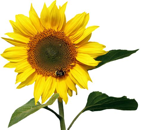 Kostenloses Foto: Sonnenblume, Gelb, Sommer, Blume - Kostenloses Bild ...
